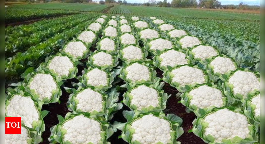 Assam Minister Ashok Singhal’s X post referencing “gobhi farming” after Bihar election results has ignited controversy. Critics believe it alludes to the 1989 Bhagalpur riots’ “cauliflower burial case,” where victims’ bodies were allegedly concealed under cauliflower fields. Social media users condemned the perceived insensitivity, prompting a response from Shashi Tharoor who denounced such massacres.  NEW DELHI: Assam minister Ashok Singhal’s X post on “gobhi farming” has sparked controversy. Following NDA’s landslide victory in the Bihar legislative elections, Assam’s minister of health and family welfare shared a picture of a cauliflower field with a caption, “Bihar approves gobhi farming.” Congress MO The social media since erupted in debates as to whether it referred to the infamous ‘cauliflower burial case’ that happened during the 1989 Bhagalpur riots.Social media users have expressed shock and disbelief after the minister appeared to reference a brutal massacre in a casual post, drawing widespread criticism for insensitivity and poor judgment. A user @isaifpatel quoted the post and called for Shashi Tharoor to get “influential Hindu leaders to condemn this normalisation of one of the worst pogroms perpetuated against Bihari Muslims.”In response, Shashi Throor stated that getting joint statements was not his job. He further went on to condemn the post as he wrote, “But as a passionate advocate of inclusive India and a proud Hindu, I can speak for myself, and for most Hindus I know, in saying that neither our faith nor our nationalism requires, justifies or condones such massacres, let alone applauds them.”During the 1989 riots in Bihar’s Bhagalpur, also known as the Logain massacre, killings of more than 100 muslims were reported. After the bodies of the victims were buried, to conceal the evidence, cauliflower saplings were planted all over the graves. The timing becomes important too because it happened just weeks before the general elections in which Congress government lost ground across much of North India.About the AuthorTOI News DeskThe TOI News Desk comprises a dedicated and tireless team of journalists who operate around the clock to deliver the most current and comprehensive news and updates to the readers of The Times of India worldwide. With an unwavering commitment to excellence in journalism, our team is at the forefront of gathering, verifying, and presenting breaking news, in-depth analysis, and insightful reports on a wide range of topics. The TOI News Desk is your trusted source for staying informed and connected to the ever-evolving global landscape, ensuring that our readers are equipped with the latest developments that matter most.”Read MoreEnd of ArticleFollow Us On Social MediaVideosKerala: RSS Worker Dies By Suicide After BJP Denies Local Body Poll Ticket In Thiruvananthapuram1 Dead, Several Feared Trapped As Portion Of Stone Mine Collapses In UP’s Sonbhadra; Rescue Ops On”I have no family…” Rohini Acharya Cuts Ties With Lalu Clan, Exits Politics Post-RJD DefeatRK Singh Slams Bihar BJP Suspension, Says He Only Opposed Tickets to Criminal Candidates‘Premature to Speculate’: Tharoor Hits Back at Farooq Abdullah Over Operation Sindoor Remarks‘Nitish Still X-Factor’ Pavan Verma Decodes Why Jan Suraaj Couldn’t Break Through in Bihar PollsIndian Coast Guard Holds Massive Rescue Drill in Paradip; Focus on Coastal Preparedness’MMC’: PM Modi Mocks Congress After NDA’s Bihar Win; Calls It ‘Muslim League Maoist’ Party‘Abandoned Tribals To Their Fate’: PM Modi Accuses Congress Of Neglecting Tribal CommunitiesCDS General Anil Chauhan Highlights Inter-Service Jointness And Integration In Op Sindoor123Photostories7 quotes on leadership every kid should knowChennai Faces Pet Microchipping Meltdown: Huge Queues, Price Shocks and Rising FrustrationHow Bengaluru’s PRR Will Navigate Through Jarakabande Kaval Forest With Elevated FlyoverPregnant Bharti Singh opens up about her rapidly rising sugar levels; expresses concern for the baby; says ‘I am going to be scolded by the doctor’New Choices for Flyers: Navi Mumbai Airport Opens December 25, More Airlines Lining UpBengaluru’s Hebbal Relief Soon? New Ramp Nears Completion, Promising Smoother Mehkri Circle TrafficFlying into the future: Will drone taxis take off in Andhra Pradesh by 2027?7 animals whose names begin with the letter U!Dino Morea, Milind Soman to Jugal Hansraj: The unforgettable 90s heroes who became India’s first big crushes7 things successful kids do differently123Hot PicksAlinagar Election ResultRaghopur Election ResultBihar Election Result 2025Gold rate todaySilver rate todayPublic Holidays NovemberBank Holidays NovemberTop TrendingKayla NicoleArjun TendulkarVasai School MaharashtraDubai Prince Sheikh Hamdan Net WorthRCB IPL RetentionBengaluru Techie Shoes MissingUS VisaWayne Gretzkys SonDak PrescottPercy Harvin