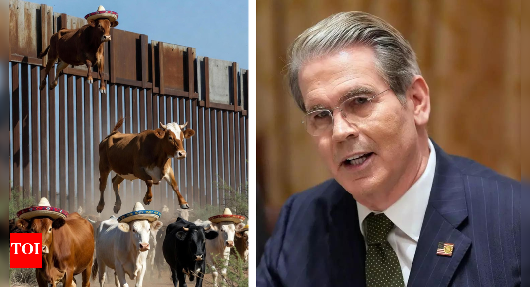 Scott Bessent grilled after giving wild reason for soaring beef prices in US: ‘Cows climbing over Trump’s wall’