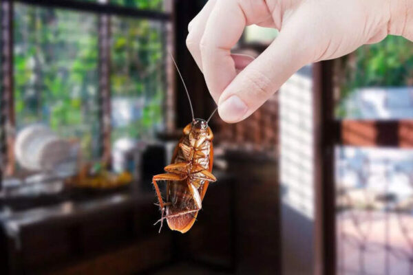 What if cockroaches vanished from the planet? Scientists warn of unexpected consequences