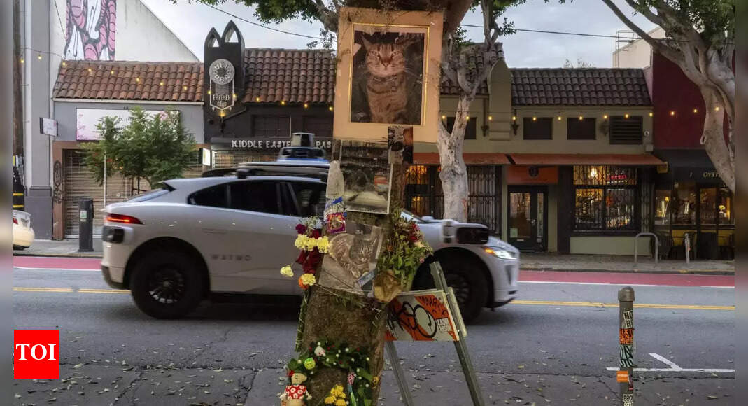 Why death of a cat has ‘shaken’ San Francisco and is troubling Google’s car service Waymo
