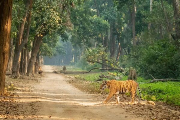 The Supreme Court has finally taken up a plea to lift a seven-year-old ex-parte stay on a CBI probe into tiger poaching in Jim Corbett National Park.  The investigation, initially ordered by the High Court, reportedly suggested connivance of forest officials with poachers. The court granted three weeks for a response to the plea.  NEW DELHI: It was an ex-parte interim stay order by Supreme Court on a CBI probe into tiger poaching in Jim Corbett National Park, but it has continued to be in force for the last seven years. On Monday, Supreme Court finally issued notice on a plea for lifting the stay to pave the way for investigations into the case. A bench of Chief Justice B R Gavai and justices K Vinod Chandran and N V Anjaria agreed to hear the plea after senior advocate Meenakshi Arora and lawyer Govid Jee brought it to the court’s notice that the stay order had been in operation for the last seven years despite the CBI’s preliminary enquiry suggesting “connivance of forest officers/officials with poachers”.Arora, appearing for environmentalist Atul Sati, told the apex court that the CBI report had suggested the involvement of the officer who got the stay order from the court. The counsel for the officer countered her plea and sought time to file a response. The court thereafter granted the lawyer three weeks’ time. CBI filed an application in 2023 for lifting the stay order passed by the apex court in 2018. On Sept 4, 2018, the HC had ordered a CBI probe into all poaching cases in the state in the past five years, to find out the “complicity, involvement or collusion” of serving forest department officials in such incidents. End of ArticleFollow Us On Social MediaVideosJaishankar, Russian FM Lavrov Hold Key Talks in Moscow Ahead of Putin’s India Visit ‘In 3 Weeks’India Doubles Down On Russian Oil Imports Despite U.S. Sanctions HeatBangladesh Seeks Hasina’s Return As India Notes ICT Tribunal Verdict, Calls For Peace And Stability’This Generation Can Bring Viksit Bharat Before 2047’: Army Chief Dwivedi’s Message To Gen ZHasina Verdict Sparks Outrage as Ex-Indian Envoy Questions Evidence and Awami League Cries Black DayPak Army Chief Asim Munir Vows ‘Strong Response’, Army Chief Dwivedi Warns Op Sindoor Was A TrailerPM Modi Condoles Families as 45 Indians Feared Dead in Saudi Bus CrashOusted Bangladesh PM Hasina Calls ICT’s Death Sentence ‘Rigged’, Says It Denied Fair Trial RightsFrench Consulate Staffer Molested In Bandra As Mumbai Police Launch Rapid Hunt To Track The SuspectAfter 5th August 2019…’ Army Chief Counters Mehbooba’s Charge Against Centre Over J&K Situation123PhotostoriesSecond innings as Bollywood favourites return and shine all over againKarisma Kapoor’s grace, talent and magnetic screen presence continue to define timeless Bollywood beauty for every generationFrom ‘Dil Tu Hi Bata’ to ‘Mayabini’: Zubeen Garg’s first birth anniversary:his best songsBirthday special: Nayanthara’s 5 best performances that seal her name as the ‘Lady Superstar’Zubeen Garg birth anniversary special: Lesser-known facts about the legendNayanthara birthday special: Social media moments with Vignesh Shivan and the twinsLemon, olive oil and more: 7 natural remedies to help relieve constipationZubeen Garg’s birth anniversary special: Films that define his cinematic journeyWhat happens when you eat garlic soaked in matha (buttermilk)This simple at-home test can reveal how fast your digestive system works123Hot PicksDelhi AQI TodaySheikh Hasina VerdictBihar Government FormationGold rate todaySilver rate todayPublic Holidays NovemberBank Holidays NovemberTop TrendingQTCinderellaTravis KelceKlay ThompsonAuston Matthews Net WorthDana WhiteTrey Benson InjuryLaMelo BallGiannis AntetokounmpoZion WilliamsonWho is Ella Hakkinen