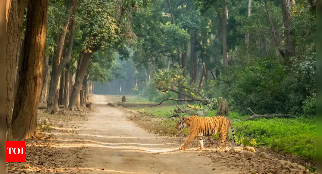 The Supreme Court has finally taken up a plea to lift a seven-year-old ex-parte stay on a CBI probe into tiger poaching in Jim Corbett National Park.  The investigation, initially ordered by the High Court, reportedly suggested connivance of forest officials with poachers. The court granted three weeks for a response to the plea.  NEW DELHI: It was an ex-parte interim stay order by Supreme Court on a CBI probe into tiger poaching in Jim Corbett National Park, but it has continued to be in force for the last seven years. On Monday, Supreme Court finally issued notice on a plea for lifting the stay to pave the way for investigations into the case. A bench of Chief Justice B R Gavai and justices K Vinod Chandran and N V Anjaria agreed to hear the plea after senior advocate Meenakshi Arora and lawyer Govid Jee brought it to the court’s notice that the stay order had been in operation for the last seven years despite the CBI’s preliminary enquiry suggesting “connivance of forest officers/officials with poachers”.Arora, appearing for environmentalist Atul Sati, told the apex court that the CBI report had suggested the involvement of the officer who got the stay order from the court. The counsel for the officer countered her plea and sought time to file a response. The court thereafter granted the lawyer three weeks’ time. CBI filed an application in 2023 for lifting the stay order passed by the apex court in 2018. On Sept 4, 2018, the HC had ordered a CBI probe into all poaching cases in the state in the past five years, to find out the “complicity, involvement or collusion” of serving forest department officials in such incidents. End of ArticleFollow Us On Social MediaVideosJaishankar, Russian FM Lavrov Hold Key Talks in Moscow Ahead of Putin’s India Visit ‘In 3 Weeks’India Doubles Down On Russian Oil Imports Despite U.S. Sanctions HeatBangladesh Seeks Hasina’s Return As India Notes ICT Tribunal Verdict, Calls For Peace And Stability’This Generation Can Bring Viksit Bharat Before 2047’: Army Chief Dwivedi’s Message To Gen ZHasina Verdict Sparks Outrage as Ex-Indian Envoy Questions Evidence and Awami League Cries Black DayPak Army Chief Asim Munir Vows ‘Strong Response’, Army Chief Dwivedi Warns Op Sindoor Was A TrailerPM Modi Condoles Families as 45 Indians Feared Dead in Saudi Bus CrashOusted Bangladesh PM Hasina Calls ICT’s Death Sentence ‘Rigged’, Says It Denied Fair Trial RightsFrench Consulate Staffer Molested In Bandra As Mumbai Police Launch Rapid Hunt To Track The SuspectAfter 5th August 2019…’ Army Chief Counters Mehbooba’s Charge Against Centre Over J&K Situation123PhotostoriesSecond innings as Bollywood favourites return and shine all over againKarisma Kapoor’s grace, talent and magnetic screen presence continue to define timeless Bollywood beauty for every generationFrom ‘Dil Tu Hi Bata’ to ‘Mayabini’: Zubeen Garg’s first birth anniversary:his best songsBirthday special: Nayanthara’s 5 best performances that seal her name as the ‘Lady Superstar’Zubeen Garg birth anniversary special: Lesser-known facts about the legendNayanthara birthday special: Social media moments with Vignesh Shivan and the twinsLemon, olive oil and more: 7 natural remedies to help relieve constipationZubeen Garg’s birth anniversary special: Films that define his cinematic journeyWhat happens when you eat garlic soaked in matha (buttermilk)This simple at-home test can reveal how fast your digestive system works123Hot PicksDelhi AQI TodaySheikh Hasina VerdictBihar Government FormationGold rate todaySilver rate todayPublic Holidays NovemberBank Holidays NovemberTop TrendingQTCinderellaTravis KelceKlay ThompsonAuston Matthews Net WorthDana WhiteTrey Benson InjuryLaMelo BallGiannis AntetokounmpoZion WilliamsonWho is Ella Hakkinen