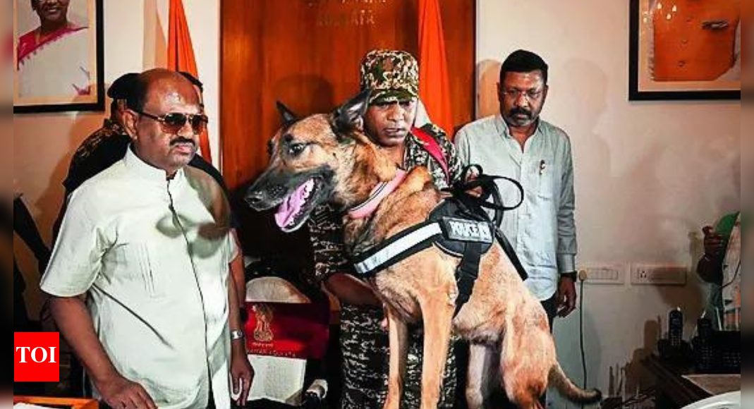 KOLKATA: Bengal governor C V Ananda Bose Monday led a team of security personnel and sniffer dogs in a “search operation” at Raj Bhavan following allegations by Trinamool MP Kalyan Banerjee “arms and ammunition were stacked within its premises”. Banerjee dismissed the exercise as “child’s play”.”Governor Bose led the team of personnel, comprising Kolkata police officers and central forces, the bomb squad and dog squad, to find out whether there are arms and ammunition stacked inside,” a Raj Bhavan official said. Bose, who was on a trip to north Bengal, cut that short to spearhead the operation, which started from the ground floor of Raj Bhavan around 2.15pm, an official said. “There was also deployment of personnel at Raj Bhavan Police Outpost. Officials of disaster management and civil defence departments also participated in the search,” the official added.Raj Bhavan was evacuated and members of civil society and journalists were allowed to accompany Bose during the exercise, which was “live-streamed”. Banerjee said: “…Why would anyone call police unless they have cleaned up the place? This is all child’s play. He would not have to resort to such antics if he only followed the Constitution in letter and spirit… Actually, he has fallen in his appraisal sheet (among other governors) before the Union home minister. He is desperate to make amends. Let him complain against me in LS…”Earlier, after “nothing surfaced following the search”, Bose threatened strong action against Banerjee as per legal provisions for his “baseless allegations”. End of ArticleFollow Us On Social MediaVideosJaishankar, Russian FM Lavrov Hold Key Talks in Moscow Ahead of Putin’s India Visit ‘In 3 Weeks’India Doubles Down On Russian Oil Imports Despite U.S. Sanctions HeatBangladesh Seeks Hasina’s Return As India Notes ICT Tribunal Verdict, Calls For Peace And Stability’This Generation Can Bring Viksit Bharat Before 2047’: Army Chief Dwivedi’s Message To Gen ZHasina Verdict Sparks Outrage as Ex-Indian Envoy Questions Evidence and Awami League Cries Black DayPak Army Chief Asim Munir Vows ‘Strong Response’, Army Chief Dwivedi Warns Op Sindoor Was A TrailerPM Modi Condoles Families as 45 Indians Feared Dead in Saudi Bus CrashOusted Bangladesh PM Hasina Calls ICT’s Death Sentence ‘Rigged’, Says It Denied Fair Trial RightsFrench Consulate Staffer Molested In Bandra As Mumbai Police Launch Rapid Hunt To Track The SuspectAfter 5th August 2019…’ Army Chief Counters Mehbooba’s Charge Against Centre Over J&K Situation123PhotostoriesLemon, olive oil and more: 7 natural remedies to help relieve constipationZubeen Garg’s birth anniversary special: Films that define his cinematic journeyWhat happens when you eat garlic soaked in matha (buttermilk)This simple at-home test can reveal how fast your digestive system worksWorld’s 5 underrated travel destinations to bookmark, and whyFrom wanting to find a boyfriend in Bigg Boss Marathi to their age-gap; Nikki Tamboli and Arbaz Patel open up about their love story3 common mistakes to avoid while consuming fruits and why5 stunning purple coloured animals that seem to be painted by artistsFrom playgrounds to healthy lifestyle: Sachin Tendulkar’s parenting tips for today’s familiesFrom ‘Sacred Games’ to ‘Panchayat’: Web series that turned Pankaj Tripathi, Manoj Bajpayee, Jaideep Ahlawat and others into digital icons123Hot PicksDelhi AQI TodaySheikh Hasina VerdictBihar Government FormationGold rate todaySilver rate todayPublic Holidays NovemberBank Holidays NovemberTop TrendingQTCinderellaTravis KelceKlay ThompsonAuston Matthews Net WorthDana WhiteDraymond GreenLebron JamesPaige GrecoZelina VegaCharlie Mcavoy Injury