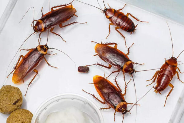 Where do cockroaches hide during the day and ways to prevent infestations |