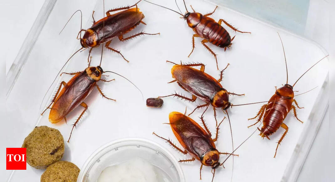 Where do cockroaches hide during the day and ways to prevent infestations |