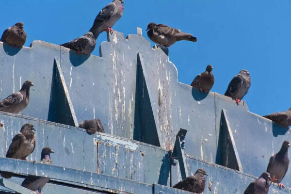 How to clean pigeon poop from your balcony: Effective tips to remove droppings |