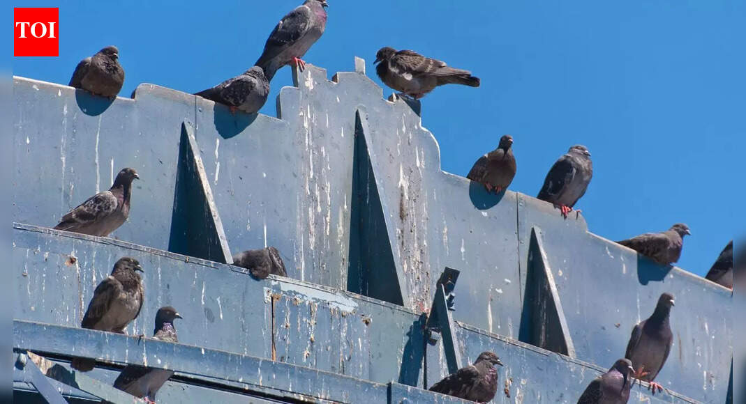 How to clean pigeon poop from your balcony: Effective tips to remove droppings |