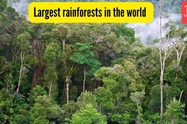 10 of the largest rainforests in the world and where to find them |