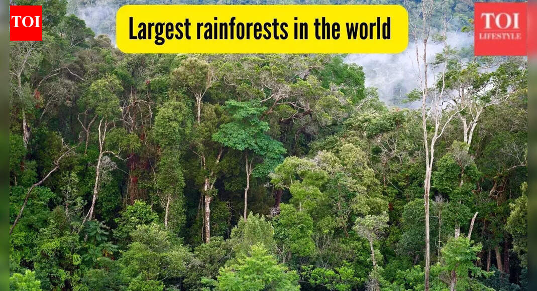 10 of the largest rainforests in the world and where to find them |