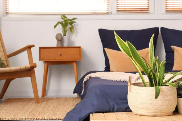 7 bedroom plants that naturally help you fall asleep faster |