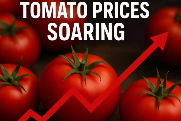 Why are tomato prices soaring? Retail prices shoot up 50% in a fortnight – here’s what’s driving the rise