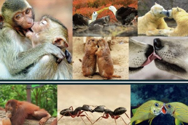 A groundbreaking study reveals kissing predates humans by millions of years, originating with ape ancestors in prehistoric Africa. Researchers define it as non-aggressive mouth-to-mouth contact, observing it across diverse species, particularly primates. This ancient behavior, possibly practiced by Neanderthals, may have evolved for mate assessment or social bonding, offering a glimpse into our deep evolutionary past.  BENGALURU: If you think kissing is only about human romance, you’re already missing the story. The first kiss happened long before humans walked the Earth—somewhere in the misty forests of prehistoric Africa, between two ape ancestors, 16.9-21.5 million years ago.As per a new evolutionary study, a kiss is better understood as an ancient, risky mouth-to-mouth gamble that large apes, and probably Neanderthals, started playing millions of years ago. And instead of asking what a kiss means, researchers went after a tougher question: why this odd, germ-sharing behaviour evolved at all in the first place.Researchers from University of Oxford, University College London, and the Florida Institute of Technology began by stripping the sentimentality out of kissing and giving it a cross-species definition: non-aggressive, mouth-to-mouth contact within a species, with some lip or mouth movement and no food transfer.That rules out feeding, “kiss-fighting” and your dog licking your face, but includes everything from human deep kisses to brief pecks between monkeys and apes. As per this definition, they found that kissing occurs in taxa as diverse as ants, birds, and polar bears, but the majority of reports seem to be in the primates.Using this, they sifted through decades of primate fieldwork and video material to classify each Afro-Eurasian monkey and ape species as “kissing observed” or “not observed”.They then mapped the data onto a primate family tree and used statistical methods to estimate when kissing first appeared. Their findings: proper lip-to-lip contact predates humans by a vast margin. The behaviour likely evolved in the common ancestor we share with chimpanzees, bonobos and orangutans, making every romantic clinch a faint genetic echo from deep time.The research, published in Evolution and Human Behavior, also indicates an 84% chance that Neanderthals kissed. It is even possible they kissed modern humans during the period both species coexisted. The clue lies in shared oral microbes that could only have been passed through close mouth-to-mouth contact.Why Kiss At All?Kissing poses an evolutionary puzzle because it offers no obvious survival benefit, while the risk of disease transfer is high. Matilda Brindle from University of Oxford and her colleagues wanted to know why animals persist with it. Using primates, the only group where kissing is well-documented, they traced its evolutionary path.The behaviour appears in most great apes and at least eight Old World monkey species. Gorillas do it, though infrequently. Bonobos engage in what researchers call “prolonged tongue-tongue interaction”. Chimpanzees opt for brief, tense kisses, usually after confrontations.So why kiss at all? Leading explanations suggest it may help assess a mate’s health, increase arousal, strengthen social bonds or even transfer beneficial microbes. The study hints that species with several mating partners are more likely to kiss, pointing to a role in sexual selection.Yet kissing is not universal among humans. It is absent in some societies, raising the possibility of cultural learning rather than pure instinct.The researchers note that scientific records of kissing are sparse because the behaviour is often dismissed as trivial. Still, they argue that their framework offers a starting point for understanding a habit so common that we rarely question it.Next time you kiss someone, remember: you’re participating in a ritual older than us, refined across millions of years of primate evolution. Though whether that makes it more or less romantic is anyone’s guess.About the AuthorChethan KumarChethan Kumar is a Senior Assistant Editor with the Times of India. Aside from specialising in Space & Science, he has reported extensively on varied topics, with special focus on defence, policy and data stories. He has covered multiple elections, too. As a young democracy grows out of adolescence, Chethan feels, there are reels of tales emerging which need to be captured. To do this, he alternates between the mundane goings-on of the Common Man and the wonder-filled worlds of scientists and scamsters, politicians and soldiers. In a career spanning nearly 18 years, he has reported from multiple datelines — Houston, Florida, Kochi, Hyderabad, Chennai, Sriharikota (AP), NH-1 (J&K Highway), New Delhi, Ahmedabad, Raichur, Bhatkal, Mysuru, Chamarajanagar, to name a few —  but is based out of Bengaluru, India’s science capital that also hosts the ISRO HQ.Read MoreEnd of ArticleFollow Us On Social MediaVideosIndia And Israel Launch FTA Talks; Piyush Goyal, Nir Barkat Sign Terms Of ReferenceDelhi’s Pollution Forces Australian Foreign Minister Penny Wong To Cough, Stop Her Speech MidwayJaishankar Meets Afghan Commerce Minister Azizi In Delhi; Trade, Connectivity DiscussedMEA Outlines Agenda For PM Modi’s South Africa Visit For G20 Summit In JohannesburgPenny Wong’s Cricket Banter With Jaishankar Highlights Warm, Confident India-Australia PartnershipJaishankar, Penny Wong Send A Strong India-Australia Message To China And The World on Indo-PacificIFFI 2025 Opens With A Surprise As Korean Minister Sings Vande Mataram And Wins Standing OvationPiyush Goyal’s 10 D’s Pitch in Israel Recasts India As Future-Ready for Worldwide InvestmentsDelhi Student Suicide Case: Massive Protest Outside School After Note Alleges Harassment By TeachersPiyush Goyal Links India, Israel Through Shared Adversities, Predicts 7% Percent GDP Growth For FY26123PhotostoriesRekha to Sharmila Tagore: 5 best celebrity-inspired saree styles for the modern mother-in-law10 nuts for kids for brain health and overall growthAkkineni Nagarjuna Rao shaping Telugu cinema with iconic performances and a magnetic presence on screenHow top Bollywood actresses are embracing a life changing new lifestyleFrom better brain function to stronger heart: 5 reasons why backward walking is excellent for youPrincess Diana finally enters the Grévin Wax Museum and yes, she’s wearing the iconic ‘Revenge Dress’Dipika Kakar breaks down after meeting her oncologist amid liver cancer treatment; says, ‘The reports are normal, but there is a constant fear and anxiety’Peripheral Artery Disease: 5 major causes, and ways to prevent it9 must-try street foods in Udaipur5 expert-approved best foods to control diabetes123Hot PicksDelhi AQI TodayBihar Minister List 2025Bihar CM Oath CeremonyGold rate todaySilver rate todayPublic Holidays NovemberBank Holidays NovemberTop TrendingJoel EmbiidSavannah JamesGiannis AntetokounmpoTrevon DiggsKris KnoblauchAdin RossCandace OwensKona TakahashiKatie JohnsonOlivia Dunne