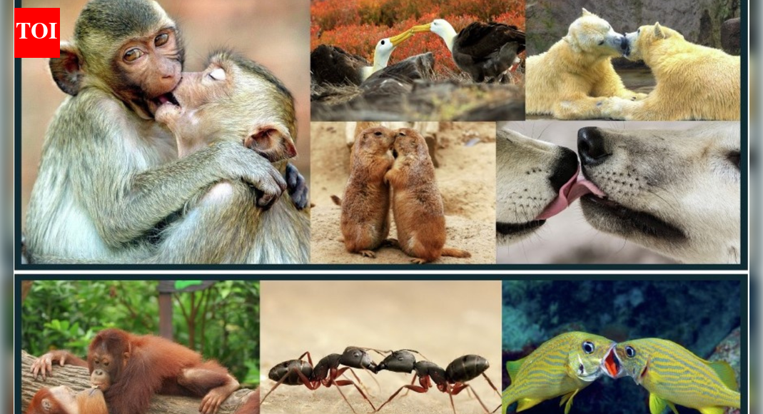 A groundbreaking study reveals kissing predates humans by millions of years, originating with ape ancestors in prehistoric Africa. Researchers define it as non-aggressive mouth-to-mouth contact, observing it across diverse species, particularly primates. This ancient behavior, possibly practiced by Neanderthals, may have evolved for mate assessment or social bonding, offering a glimpse into our deep evolutionary past.  BENGALURU: If you think kissing is only about human romance, you’re already missing the story. The first kiss happened long before humans walked the Earth—somewhere in the misty forests of prehistoric Africa, between two ape ancestors, 16.9-21.5 million years ago.As per a new evolutionary study, a kiss is better understood as an ancient, risky mouth-to-mouth gamble that large apes, and probably Neanderthals, started playing millions of years ago. And instead of asking what a kiss means, researchers went after a tougher question: why this odd, germ-sharing behaviour evolved at all in the first place.Researchers from University of Oxford, University College London, and the Florida Institute of Technology began by stripping the sentimentality out of kissing and giving it a cross-species definition: non-aggressive, mouth-to-mouth contact within a species, with some lip or mouth movement and no food transfer.That rules out feeding, “kiss-fighting” and your dog licking your face, but includes everything from human deep kisses to brief pecks between monkeys and apes. As per this definition, they found that kissing occurs in taxa as diverse as ants, birds, and polar bears, but the majority of reports seem to be in the primates.Using this, they sifted through decades of primate fieldwork and video material to classify each Afro-Eurasian monkey and ape species as “kissing observed” or “not observed”.They then mapped the data onto a primate family tree and used statistical methods to estimate when kissing first appeared. Their findings: proper lip-to-lip contact predates humans by a vast margin. The behaviour likely evolved in the common ancestor we share with chimpanzees, bonobos and orangutans, making every romantic clinch a faint genetic echo from deep time.The research, published in Evolution and Human Behavior, also indicates an 84% chance that Neanderthals kissed. It is even possible they kissed modern humans during the period both species coexisted. The clue lies in shared oral microbes that could only have been passed through close mouth-to-mouth contact.Why Kiss At All?Kissing poses an evolutionary puzzle because it offers no obvious survival benefit, while the risk of disease transfer is high. Matilda Brindle from University of Oxford and her colleagues wanted to know why animals persist with it. Using primates, the only group where kissing is well-documented, they traced its evolutionary path.The behaviour appears in most great apes and at least eight Old World monkey species. Gorillas do it, though infrequently. Bonobos engage in what researchers call “prolonged tongue-tongue interaction”. Chimpanzees opt for brief, tense kisses, usually after confrontations.So why kiss at all? Leading explanations suggest it may help assess a mate’s health, increase arousal, strengthen social bonds or even transfer beneficial microbes. The study hints that species with several mating partners are more likely to kiss, pointing to a role in sexual selection.Yet kissing is not universal among humans. It is absent in some societies, raising the possibility of cultural learning rather than pure instinct.The researchers note that scientific records of kissing are sparse because the behaviour is often dismissed as trivial. Still, they argue that their framework offers a starting point for understanding a habit so common that we rarely question it.Next time you kiss someone, remember: you’re participating in a ritual older than us, refined across millions of years of primate evolution. Though whether that makes it more or less romantic is anyone’s guess.About the AuthorChethan KumarChethan Kumar is a Senior Assistant Editor with the Times of India. Aside from specialising in Space & Science, he has reported extensively on varied topics, with special focus on defence, policy and data stories. He has covered multiple elections, too. As a young democracy grows out of adolescence, Chethan feels, there are reels of tales emerging which need to be captured. To do this, he alternates between the mundane goings-on of the Common Man and the wonder-filled worlds of scientists and scamsters, politicians and soldiers. In a career spanning nearly 18 years, he has reported from multiple datelines — Houston, Florida, Kochi, Hyderabad, Chennai, Sriharikota (AP), NH-1 (J&K Highway), New Delhi, Ahmedabad, Raichur, Bhatkal, Mysuru, Chamarajanagar, to name a few —  but is based out of Bengaluru, India’s science capital that also hosts the ISRO HQ.Read MoreEnd of ArticleFollow Us On Social MediaVideosIndia And Israel Launch FTA Talks; Piyush Goyal, Nir Barkat Sign Terms Of ReferenceDelhi’s Pollution Forces Australian Foreign Minister Penny Wong To Cough, Stop Her Speech MidwayJaishankar Meets Afghan Commerce Minister Azizi In Delhi; Trade, Connectivity DiscussedMEA Outlines Agenda For PM Modi’s South Africa Visit For G20 Summit In JohannesburgPenny Wong’s Cricket Banter With Jaishankar Highlights Warm, Confident India-Australia PartnershipJaishankar, Penny Wong Send A Strong India-Australia Message To China And The World on Indo-PacificIFFI 2025 Opens With A Surprise As Korean Minister Sings Vande Mataram And Wins Standing OvationPiyush Goyal’s 10 D’s Pitch in Israel Recasts India As Future-Ready for Worldwide InvestmentsDelhi Student Suicide Case: Massive Protest Outside School After Note Alleges Harassment By TeachersPiyush Goyal Links India, Israel Through Shared Adversities, Predicts 7% Percent GDP Growth For FY26123PhotostoriesRekha to Sharmila Tagore: 5 best celebrity-inspired saree styles for the modern mother-in-law10 nuts for kids for brain health and overall growthAkkineni Nagarjuna Rao shaping Telugu cinema with iconic performances and a magnetic presence on screenHow top Bollywood actresses are embracing a life changing new lifestyleFrom better brain function to stronger heart: 5 reasons why backward walking is excellent for youPrincess Diana finally enters the Grévin Wax Museum and yes, she’s wearing the iconic ‘Revenge Dress’Dipika Kakar breaks down after meeting her oncologist amid liver cancer treatment; says, ‘The reports are normal, but there is a constant fear and anxiety’Peripheral Artery Disease: 5 major causes, and ways to prevent it9 must-try street foods in Udaipur5 expert-approved best foods to control diabetes123Hot PicksDelhi AQI TodayBihar Minister List 2025Bihar CM Oath CeremonyGold rate todaySilver rate todayPublic Holidays NovemberBank Holidays NovemberTop TrendingJoel EmbiidSavannah JamesGiannis AntetokounmpoTrevon DiggsKris KnoblauchAdin RossCandace OwensKona TakahashiKatie JohnsonOlivia Dunne