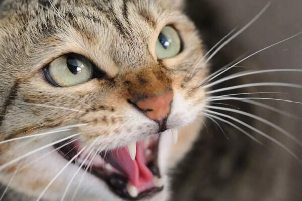 Is your cat angry or scared: What cat hissing actually means |
