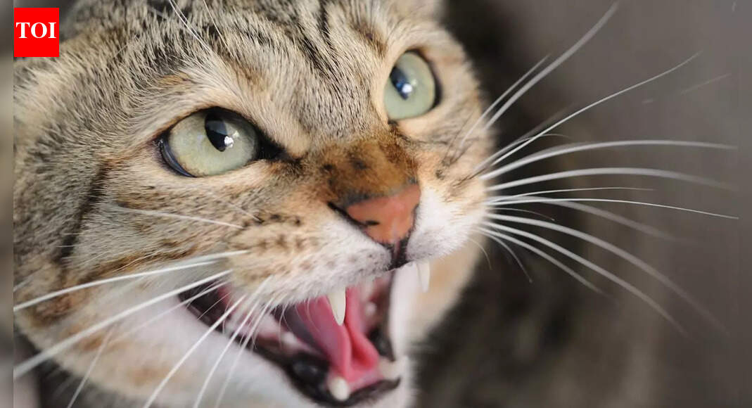 Is your cat angry or scared: What cat hissing actually means |