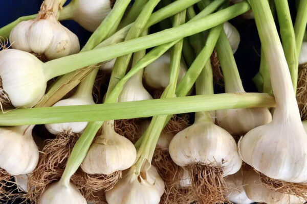 How to grow garlic indoors successfully for flavourful, nutritious bulbs and greens |