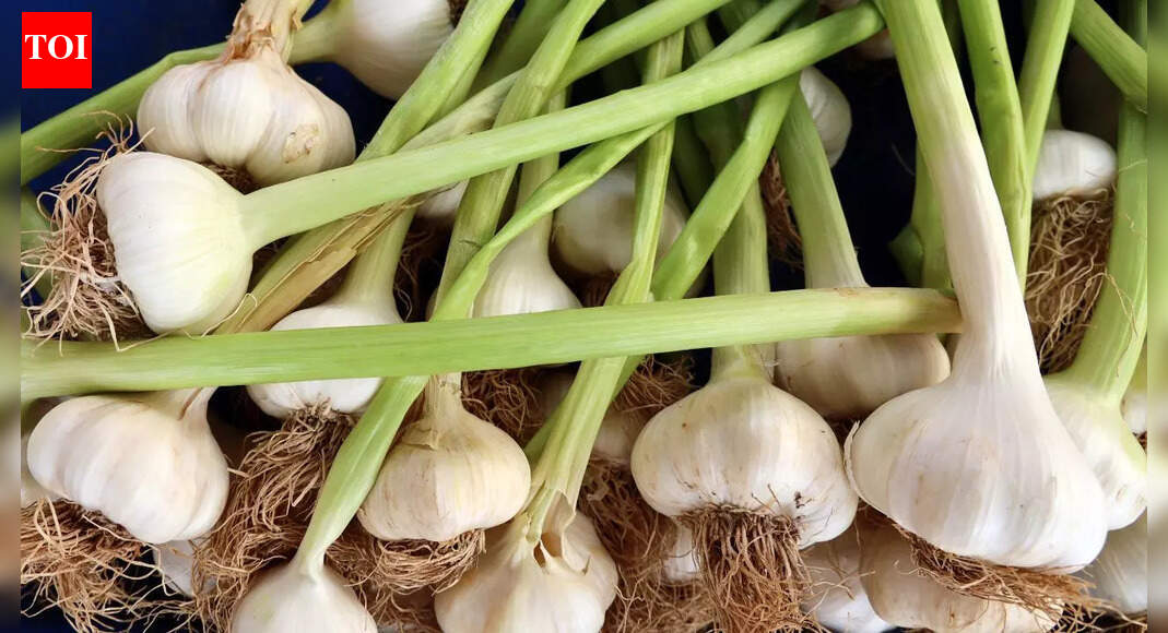How to grow garlic indoors successfully for flavourful, nutritious bulbs and greens |