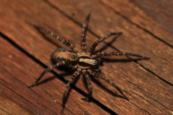 7 surprising ways your home is attracting spiders |