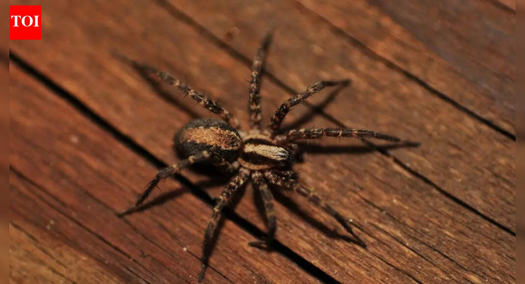 7 surprising ways your home is attracting spiders |
