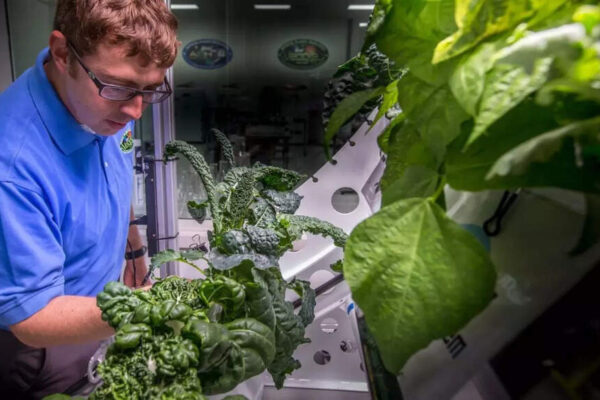 What was the first vegetable to ever grow in space