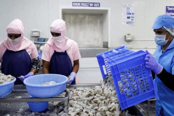 Shrimp exports shift: India gains in non-US markets; tariff surge in America threatens FY26 momentum