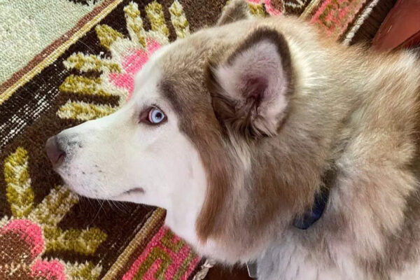 Why does your dog keep giving you the side eye |