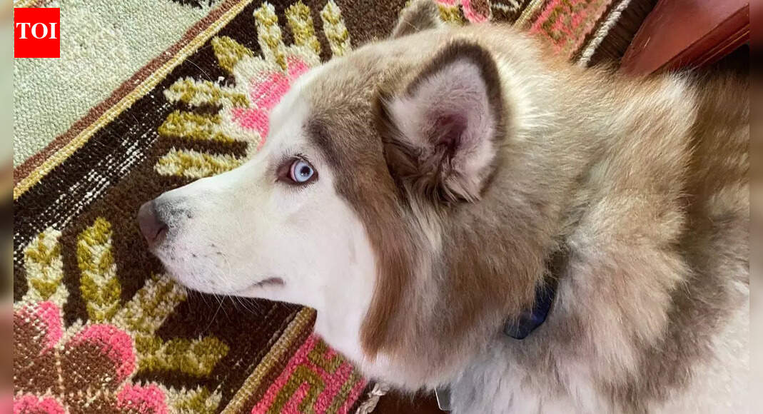 Why does your dog keep giving you the side eye |