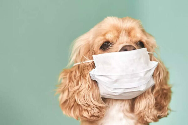 How polluted air in Delhi causes breathing issues and bronchitis in dogs |
