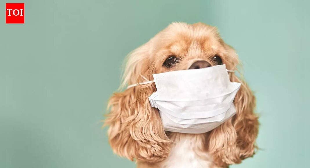 How polluted air in Delhi causes breathing issues and bronchitis in dogs |