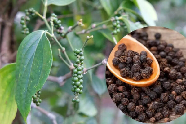 How to grow black pepper at home in winter: Tips for healthy plants and homegrown spice |
