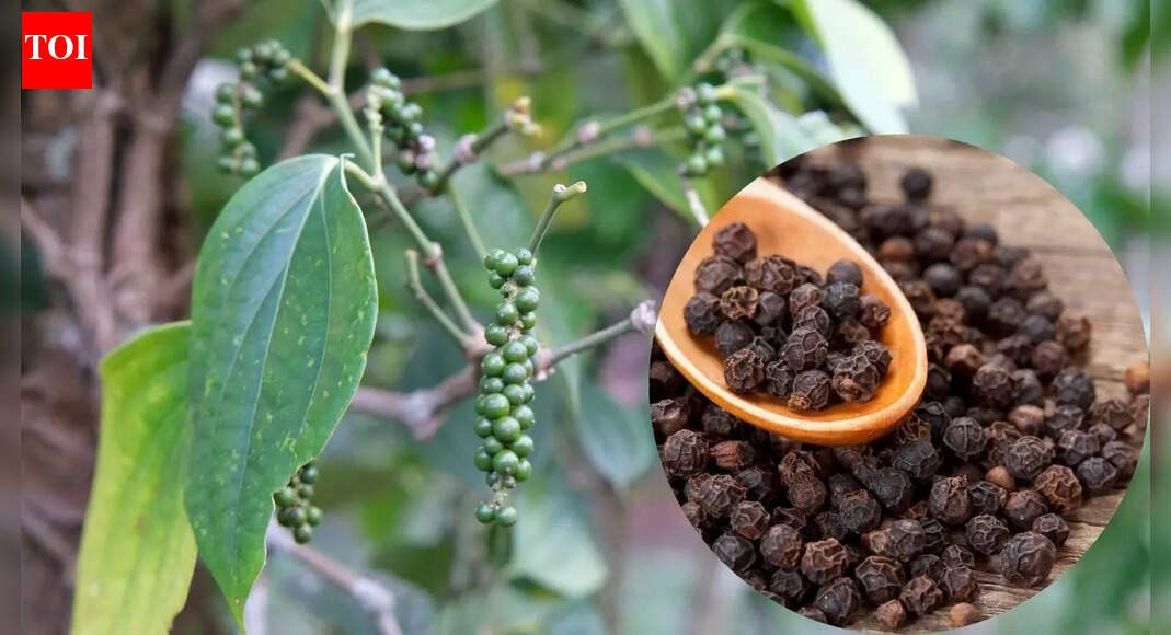 How to grow black pepper at home in winter: Tips for healthy plants and homegrown spice |