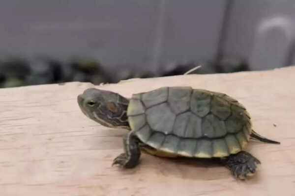 Two wildlife trafficking suspects were apprehended by police in Mainpuri, Uttar Pradesh, with 74 rare turtles. The duo, identified as Yanendra Gangwar and Arsh Pathania, were intercepted while attempting to transport the animals to Udham Singh Nagar, Uttarakhand, for local buyers. The vehicle used in the smuggling attempt was also seized. Representational file photo NEW DELHI: Police arrested two wildlife trafficking suspects and recovered 74 rare turtles in Mainpuri’s Dumila border area in Uttar Pradesh on Sunday, while they were attempting to transport the animals to Udham Singh Nagar in Uttarakhand.The suspects were intercepted during a police raid based on a tip-off near the Dumila border area, said additional superintendent of police, rural, Rahul Mithas.The accused, identified as Yanendra Gangwar and Arsh Pathania from Bareilly, were taken into custody for their alleged involvement in turtle trafficking.During police questioning, the suspects revealed they were transporting the turtles to supply local buyers in Uttarakhand.Police have seized the vehicle used in the smuggling attempt. The accused have been sent to jail after completing legal formalities.About the AuthorTOI News DeskThe TOI News Desk comprises a dedicated and tireless team of journalists who operate around the clock to deliver the most current and comprehensive news and updates to the readers of The Times of India worldwide. With an unwavering commitment to excellence in journalism, our team is at the forefront of gathering, verifying, and presenting breaking news, in-depth analysis, and insightful reports on a wide range of topics. The TOI News Desk is your trusted source for staying informed and connected to the ever-evolving global landscape, ensuring that our readers are equipped with the latest developments that matter most.”Read MoreEnd of ArticleFollow Us On Social MediaVideos”Govt Is Making Sure Muslims Never Raise Their Heads”: Jamiat Chief On Al-Falah ActionIAF Officer Namansh Syal Flown Back to India After Tejas Jet Crash in Dubai Air ShowShah Rukh Khan Pays Tribute To Victims Of Pahalgam And Delhi Blasts at Global Peace Honours 2025Piyush Goyal Completes Three Day Israel Visit Emphasizing Strengthened Ties And Future CooperationTrump Says He Brokered Eight Peace Deals Including India And Pakistan During Mamdani MeetUP Gears Up For Biggest Crackdown Yet As CM Yogi Mandates Detention Hubs For Illegal ImmigrantsModi, Meloni Share Warm Laughter on G20 Sidelines in Johannesburg‘In memory of our brothers’: Russian Pilot’s Heartfelt Note For Indian Tejas Pilot After Dubai Crash’Objective Is To Destroy The Enemy’: Op Sindoor Echoes As Indian Army Vows Stronger Response to PakIndian Army Chief Reveals How A Trusted Orchestra Crushed Nine Targets in Operation Sindoor Blitz123PhotostoriesNaga Chaitanya birthday special: A look at adorable social media moments with wife Sobhita DhulipalaTrailblazing Bollywood women who changed what it means to be a heroine on screenDelhi to Get 20 New Parking Facilities as MCD Targets Roadside Parking CrisisWalking: 5 reasons why this simple exercise is good for womenDipika Kakar and Shoaib Ibrahim’s love story: From filming together to battling through cancer as one teamSmriti Mandhana and Palash Muchhal wedding: Fun facts about India’s century queen and the youngest composerSadhguru’s top 6 parenting tips for new-generation parentsThe amazing benefits of okra water (and how to consume it without getting icky)Smriti Mandhana and Palash Muchhal: The couple’s most romantic pics that you must see ahead of their weddingForgotten Bollywood actor returns for one last big film chance123Hot PicksDelhi AQI TodayBihar Minister List 2025Bihar CM Oath CeremonyGold rate todaySilver rate todayPublic Holidays NovemberBank Holidays NovemberTop TrendingAuston Matthews InjuryKim KardashianBrittany MahomesTaylor SwiftDelhi School AdmissionsSmriti MandhanaJosh Allen InjuryCharvarius WardFortnite Chapter 7 LeakedCade Cunningham