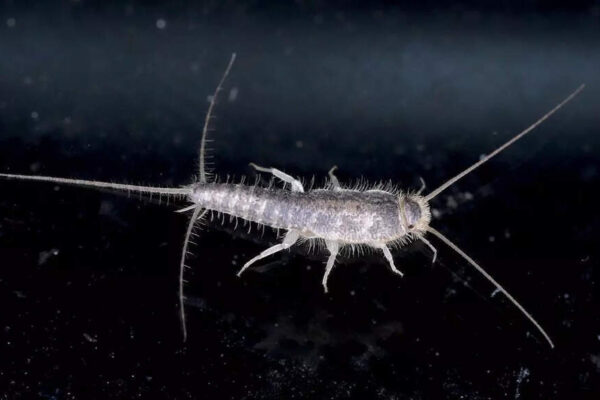 6 Effective ways to remove silverfish and protect your home |