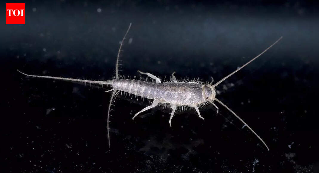 6 Effective ways to remove silverfish and protect your home |