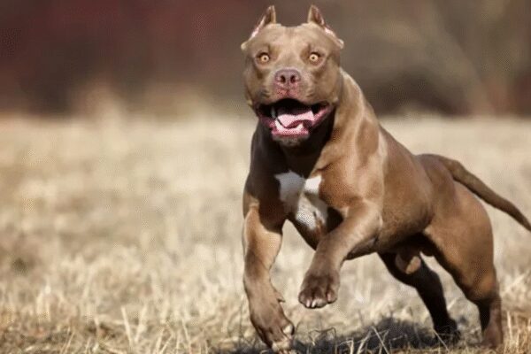 A six-year-old boy suffered horrific injuries, including a severed ear, after being mauled by a neighbor’s pitbull in Delhi’s Prem Nagar. The brutal attack, captured on CCTV, saw the dog lunge at the child while he was playing. The dog’s owner has been arrested, and the boy is undergoing treatment. Image: AP  A child screaming while clutching his bleeding head, and a man picking up his severed ear off the street — these horrific scenes played out in northwest Delhi’s Prem Nagar area, where a six-year-old boy was mauled by a pitbull on Sunday. For the boy, the Sunday afternoon began like any other — playing catch with his elder brother in the crammed lanes outside his house in Prem Nagar, until a missed catch unleased a nightmare. The CCTV camera in the area captured the brutality of the incident as it unfolded — the boy innocently chasing the ball when the neighbour’s pet pitbull lunged at him, sinking its teeth into his head and tearing off his ear. The boy had to be pulled from the canine’s jaws by two people. “A case has been registered under sections 291 (negligent conduct with respect to animals) and 125(b) (rash or negligent act endangering life and safety of others) of the Bharatiya Nyaya Sanhita in this connection, and the dog’s owner, Rajesh Pal, has been arrested,” a senior police officer said. Expressing distress over the incident, Kameshwar Rai, the victim’s grandfather told PTI, “Yesterday around 3 pm, my grandson was playing, and he missed a throw and the ball went rolling towards the house where the dog was tied; then everything happened in a flash.”  Claiming that the neighbour’s dog suddenly broke free from the owner’s hands and attacked the child, Rai alleged the dog’s owner could not control it. He said the attack was so severe that it has caused eight to ten deep bite marks on the back of his grandson’s head, and his entire right ear has been torn off. “His teeth are broken, and his face is badly injured. Thankfully, he is at least conscious and able to talk. Two boys from the lane managed to rescue him by pulling the dog away,” he said. He also said the same dog had previously attacked four other children in the area and bit them. “We complained to the police and asked that the dog be taken away for everyone’s safety, but no concrete action has been taken so far,” Rai alleged. A witness to the incident, Satish Kumar, said the incident happened around 3.15 pm. “I was sitting in my shop when I suddenly saw a dog running. The dog grabbed the child by the face, and the boy was in serious pain. Another man who was nearby helped me; together we tried to pull the dog away. I held the dog by its limbs, and finally it let go,” he said. He added that the child was in a state of serious pain and confusion and when the residents finally managed to rescue the child, he started running, bleeding heavily from where his ear was. “His ear had been completely torn off. The child was panic-stricken and running to save himself, and I was running behind him with his severed ear in my hand because I was worried he might lose it completely. Thankfully that didn’t happen,” he said. Claiming that another young girl was also attacked by the same dog, he said, “She was only saved because she managed to rush into the basement of the house behind us. Otherwise, she too would have been bitten. Strict action needs to be taken in this regard,” he added. A PCR call was received at Prem Nagar police station at 5.38 pm reporting that a child had been severely injured by a pitbull and had been taken to the hospital by his parents, the police officer said. “Preliminary inquiry revealed that the boy was playing outside his house in Vinay Enclave, when the pitbull suddenly came out from a neighbour’s residence and attacked him. The dog belongs to Rajesh Pal (50), a tailor by profession,” he said. The child sustained grievous injuries in the attack, and his right ear was bitten off by the dog, he added. “With assistance from neighbours, the boy was rescued and rushed to BSA Hospital in Rohini. The victim was later shifted to the Safdarjung Hospital, where he is currently undergoing treatment,” the officer said. He said, according to preliminary inquiry, the dog had been brought home around one-and-a-half years ago by Rajesh Pal’s son, Sachin Pal, who is presently lodged in jail in connection with an attempt-to-murder case. Police said a team has collected the child’s hospital records and taken the statement of the victim’s father, Dinesh (32), who works at a private factory in Kirti Nagar. Based on the complaint and medical findings, a case has been registered at Prem Nagar police station and the dog owner Rajesh Pal has been arrested, they added.End of ArticleFollow Us On Social MediaVideos‘Why? Why? Why?’ Mamata Slams EC, Flags ‘Unusual & Alarming’ Moves Ahead of Bengal Polls’Doesn’t Deserve LoP Post’: BJP Slams Rahul Gandhi For Missing CJI Surya Kant’s Oath CeremonyAs Pakistan Halts Afghan Transit, Kabul Boosts India Partnership And Fast-Tracks The Chabahar RouteIndia’s Soft Power Rises As Jaishankar Expands Global Gita Mahotsav, Kurukshetra Festival OutreachPunjab: Anandpur Sahib Hosts 3-Day Tribute on Guru Tegh Bahadur’s 350th Martyrdom Year’They Said Arunachal Is China’: Indian Woman Alleges Harassment After Passport Rejection In ShanghaiRajnath Says India Followed Krishna’s Message In Operation Sindoor After Pakistan Misread Decency‘Enemies of the Nation Are Our Enemies’Owaisi Condemns Delhi Blast’Double Trade By 2030′: Piyush Goyal’s Big Remarks As India, Canada Agree To Resume FTA TalksTejas Crash: HAL Issues Clarification As Court Of Inquiry Probes Wing Commander Namansh Syal’s Death123PhotostoriesDharmendra’s demise: From Krushna Abhishek, Karan Kundrra to Ankita Lokhande; TV celebs pay an emotional tribute to the legendary actorStruggling with fatty liver? 5 Ayurveda-approved food habits to improve liver healthSpeculation to confirmation: Sonam Kapoor’s second pregnancy becomes a masterclass in maternity fashionDisha Patani to Ananya Panday: The most talked-about fashion moments of the dayPlanning 2026 travels? 10 trending destinations in pictures to inspire youThanksgiving side dishes: 5 easy recipes to try this yearA legend lives on: Nostalgic images of Dharmendra, the ‘He-Man’ of Bollywood10 Indian breakfasts that are high in protein and under 300 calories5 Indian baby name pairs that are perfect for siblingsDharmendra: The late legend’s heartwarming family pictures123Hot PicksDelhi AQI TodayNew Labour CodeChennai rainGold rate todaySilver rate todayPublic Holidays NovemberBank Holidays NovemberTop TrendingNew Labour LawsIslam MakhachevCola Social Security PaymentsBrittany MahomesCanada Citizenship ActDelhi ProtestSmriti Mandhana WeddingJack HughesRama Raju MantenaFortnite Chapter 7 Leaked