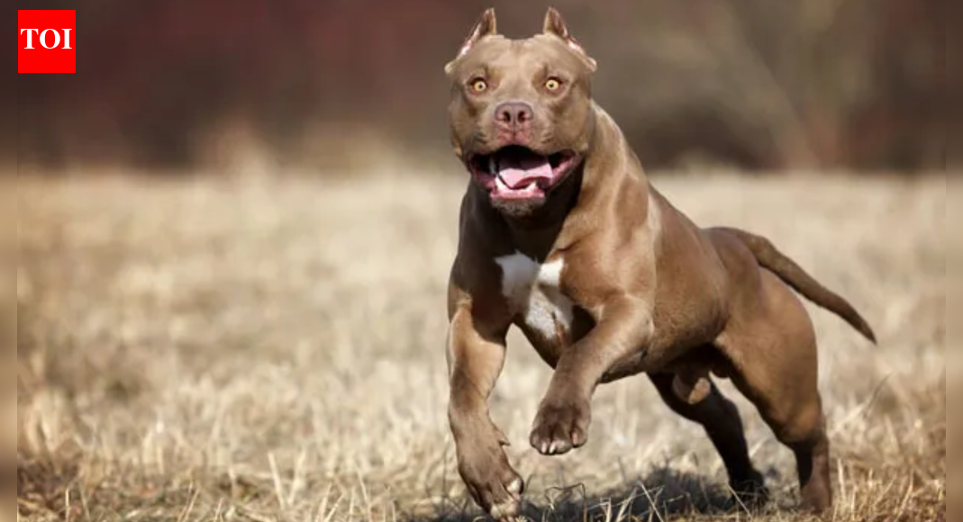 A six-year-old boy suffered horrific injuries, including a severed ear, after being mauled by a neighbor’s pitbull in Delhi’s Prem Nagar. The brutal attack, captured on CCTV, saw the dog lunge at the child while he was playing. The dog’s owner has been arrested, and the boy is undergoing treatment. Image: AP  A child screaming while clutching his bleeding head, and a man picking up his severed ear off the street — these horrific scenes played out in northwest Delhi’s Prem Nagar area, where a six-year-old boy was mauled by a pitbull on Sunday. For the boy, the Sunday afternoon began like any other — playing catch with his elder brother in the crammed lanes outside his house in Prem Nagar, until a missed catch unleased a nightmare. The CCTV camera in the area captured the brutality of the incident as it unfolded — the boy innocently chasing the ball when the neighbour’s pet pitbull lunged at him, sinking its teeth into his head and tearing off his ear. The boy had to be pulled from the canine’s jaws by two people. “A case has been registered under sections 291 (negligent conduct with respect to animals) and 125(b) (rash or negligent act endangering life and safety of others) of the Bharatiya Nyaya Sanhita in this connection, and the dog’s owner, Rajesh Pal, has been arrested,” a senior police officer said. Expressing distress over the incident, Kameshwar Rai, the victim’s grandfather told PTI, “Yesterday around 3 pm, my grandson was playing, and he missed a throw and the ball went rolling towards the house where the dog was tied; then everything happened in a flash.”  Claiming that the neighbour’s dog suddenly broke free from the owner’s hands and attacked the child, Rai alleged the dog’s owner could not control it. He said the attack was so severe that it has caused eight to ten deep bite marks on the back of his grandson’s head, and his entire right ear has been torn off. “His teeth are broken, and his face is badly injured. Thankfully, he is at least conscious and able to talk. Two boys from the lane managed to rescue him by pulling the dog away,” he said. He also said the same dog had previously attacked four other children in the area and bit them. “We complained to the police and asked that the dog be taken away for everyone’s safety, but no concrete action has been taken so far,” Rai alleged. A witness to the incident, Satish Kumar, said the incident happened around 3.15 pm. “I was sitting in my shop when I suddenly saw a dog running. The dog grabbed the child by the face, and the boy was in serious pain. Another man who was nearby helped me; together we tried to pull the dog away. I held the dog by its limbs, and finally it let go,” he said. He added that the child was in a state of serious pain and confusion and when the residents finally managed to rescue the child, he started running, bleeding heavily from where his ear was. “His ear had been completely torn off. The child was panic-stricken and running to save himself, and I was running behind him with his severed ear in my hand because I was worried he might lose it completely. Thankfully that didn’t happen,” he said. Claiming that another young girl was also attacked by the same dog, he said, “She was only saved because she managed to rush into the basement of the house behind us. Otherwise, she too would have been bitten. Strict action needs to be taken in this regard,” he added. A PCR call was received at Prem Nagar police station at 5.38 pm reporting that a child had been severely injured by a pitbull and had been taken to the hospital by his parents, the police officer said. “Preliminary inquiry revealed that the boy was playing outside his house in Vinay Enclave, when the pitbull suddenly came out from a neighbour’s residence and attacked him. The dog belongs to Rajesh Pal (50), a tailor by profession,” he said. The child sustained grievous injuries in the attack, and his right ear was bitten off by the dog, he added. “With assistance from neighbours, the boy was rescued and rushed to BSA Hospital in Rohini. The victim was later shifted to the Safdarjung Hospital, where he is currently undergoing treatment,” the officer said. He said, according to preliminary inquiry, the dog had been brought home around one-and-a-half years ago by Rajesh Pal’s son, Sachin Pal, who is presently lodged in jail in connection with an attempt-to-murder case. Police said a team has collected the child’s hospital records and taken the statement of the victim’s father, Dinesh (32), who works at a private factory in Kirti Nagar. Based on the complaint and medical findings, a case has been registered at Prem Nagar police station and the dog owner Rajesh Pal has been arrested, they added.End of ArticleFollow Us On Social MediaVideos‘Why? Why? Why?’ Mamata Slams EC, Flags ‘Unusual & Alarming’ Moves Ahead of Bengal Polls’Doesn’t Deserve LoP Post’: BJP Slams Rahul Gandhi For Missing CJI Surya Kant’s Oath CeremonyAs Pakistan Halts Afghan Transit, Kabul Boosts India Partnership And Fast-Tracks The Chabahar RouteIndia’s Soft Power Rises As Jaishankar Expands Global Gita Mahotsav, Kurukshetra Festival OutreachPunjab: Anandpur Sahib Hosts 3-Day Tribute on Guru Tegh Bahadur’s 350th Martyrdom Year’They Said Arunachal Is China’: Indian Woman Alleges Harassment After Passport Rejection In ShanghaiRajnath Says India Followed Krishna’s Message In Operation Sindoor After Pakistan Misread Decency‘Enemies of the Nation Are Our Enemies’Owaisi Condemns Delhi Blast’Double Trade By 2030′: Piyush Goyal’s Big Remarks As India, Canada Agree To Resume FTA TalksTejas Crash: HAL Issues Clarification As Court Of Inquiry Probes Wing Commander Namansh Syal’s Death123PhotostoriesDharmendra’s demise: From Krushna Abhishek, Karan Kundrra to Ankita Lokhande; TV celebs pay an emotional tribute to the legendary actorStruggling with fatty liver? 5 Ayurveda-approved food habits to improve liver healthSpeculation to confirmation: Sonam Kapoor’s second pregnancy becomes a masterclass in maternity fashionDisha Patani to Ananya Panday: The most talked-about fashion moments of the dayPlanning 2026 travels? 10 trending destinations in pictures to inspire youThanksgiving side dishes: 5 easy recipes to try this yearA legend lives on: Nostalgic images of Dharmendra, the ‘He-Man’ of Bollywood10 Indian breakfasts that are high in protein and under 300 calories5 Indian baby name pairs that are perfect for siblingsDharmendra: The late legend’s heartwarming family pictures123Hot PicksDelhi AQI TodayNew Labour CodeChennai rainGold rate todaySilver rate todayPublic Holidays NovemberBank Holidays NovemberTop TrendingNew Labour LawsIslam MakhachevCola Social Security PaymentsBrittany MahomesCanada Citizenship ActDelhi ProtestSmriti Mandhana WeddingJack HughesRama Raju MantenaFortnite Chapter 7 Leaked