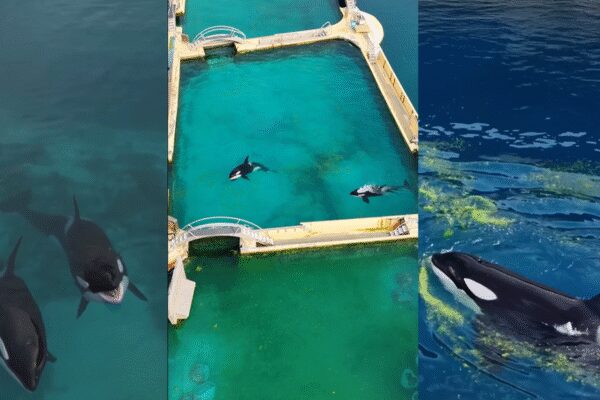 These abandoned orcas in a French marine park are running out of time and every option looks grim |