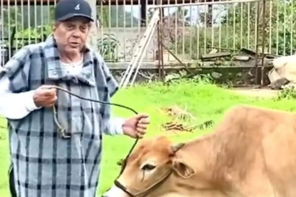 When Dharmendra had shared sweet throwback video posing with his beloved cattle: Watch
