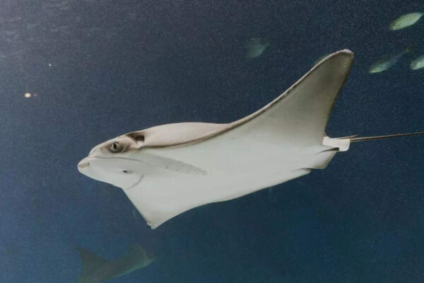 Why an ancient underwater volcano in Canada is covered in nearly a million giant skate eggs