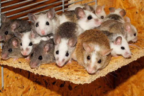How to know if you have mice in your home: Early warning signs of an infestation |