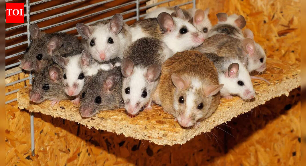 How to know if you have mice in your home: Early warning signs of an infestation |