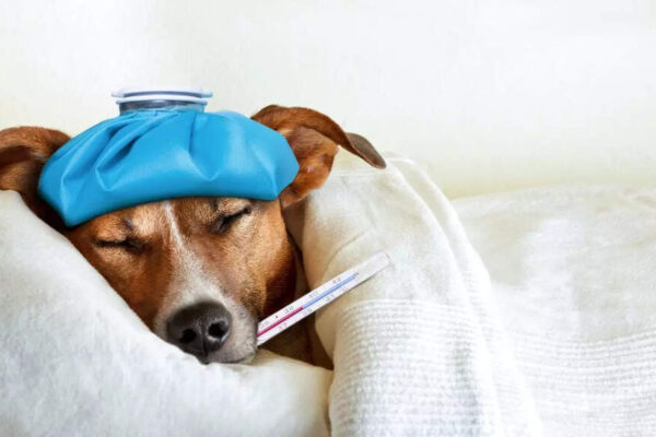 7 foods and drinks that can harm your dog’s liver, heart and nervous system |