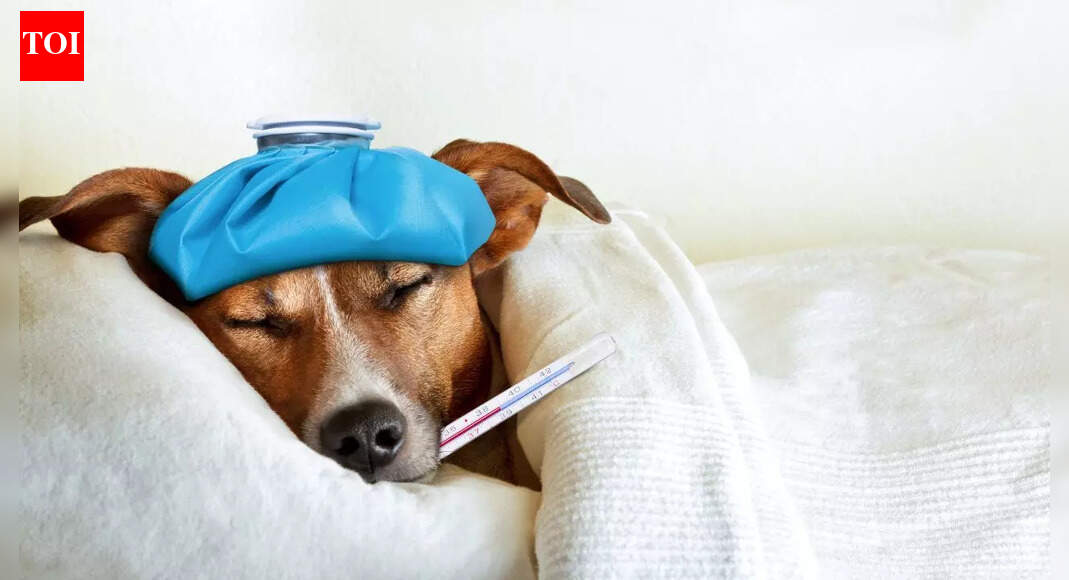 7 foods and drinks that can harm your dog’s liver, heart and nervous system |