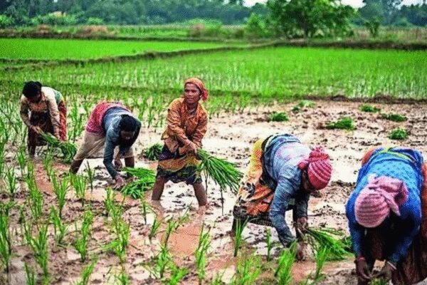 NEW DELHI: Long-term exposure to pesticides may be damaging the brains and mental health of older farmers in West Bengal, according to a major study published in the Indian Journal of Medical Research. Researchers say the findings are a wake-up call for rural India, where chemical-heavy farming is widespread, with minimal safety practices.The study was carried out by experts from the ICMR–Centre for Ageing and Mental Health, Bangur Institute of Neurosciences, Sagore Dutta Hospital and the Institute of Health & Family Welfare in Kolkata. With chemical-intensive farming still the norm, the authors cautioned that the hidden burden of neurological and mental-health disorders could escalate rapidly without urgent preventive action.The research was conducted in the Galsi II block of Purba Bardhaman district, a region that mirrors the broader demographic profile of West Bengal, where nearly 69 per cent of people live in rural areas and agriculture remains the main source of livelihood. Researchers screened 808 residents aged 50 and above who had lived in the area for at least five years. Although the sample size was limited, the authors say it offers a reliable snapshot of the burden of common neurological and neuroinflammatory conditions in rural settings.More than one in five participants—180 people—showed signs of cognitive problems, depression or possible movement disorders. Cognitive impairment included difficulties with memory, reasoning, attention and overall thinking ability. Notably, 12.5% had only cognitive impairment, a figure higher than the prevalence reported in many urban elderly studies from southern and northern India. A study on urban adults in eastern India using the same tool reported mild cognitive impairment at 14.9%, indicating that rural populations may be equally, if not more, vulnerable.Exposure mattered significantly. Those handling pesticides regularly were nearly three times more likely to develop neurological or mental-health issues. The risk climbed further among individuals exposed for over 30 years or those who sprayed pesticides at least once a week. Farmers engaged solely in agricultural work had the poorest memory scores, struggled more with daily activities and showed higher levels of depression.Medical experts say the findings align with established scientific evidence. Dr Manjari Tripathi, head of the department of neurology at AIIMS, said pesticides have long been implicated in neurodegenerative conditions such as Parkinson’s disease, Alzheimer’s dementia and related disorders. “Both the magnitude and duration of exposure are critical determinants of risk, she said. Researchers warn that without immediate policy attention, India’s rural elderly may face a rising burden of memory loss, depression and disability linked directly to decades of unchecked pesticide use.About the AuthorAnuja JaiswalAnuja Jaiswal is a Senior Assistant Editor at The Times of India, with an impressive 18-year career in narrative journalism. She specializes in health and heritage reporting, expertly simplifying complex health information to make it engaging and understandable for readers. Her deep dives into heritage topics are well-researched, resulting in captivating narratives that resonate with her audience. Over the years, she has worked in Chandigarh, Chhattisgarh and West UP, gaining diverse on-ground experience that shapes her storytelling.Read MoreEnd of ArticleFollow Us On Social MediaVideosH-1B Controversy Erupts After US Economist Alleges Industrial-Scale Fraud Targeting Indian VisasPM Modi Pens Powerful Letter On Duties And Democracy, Reflects On His Constitutional JourneyPM Modi Opens India’s First Global Engine MRO Facility As Safran Launches Advanced LEAP Centre’Islamophobia’: Pak Meltdown Over Ayodhya Event Despite Its Own Poor Record of Minority PersecutionUntold Bravery in Operation Sindoor: CISF Reveals It Foiled Pakistan Attack on Uri Hydro Power PlantExperts Analyse India-China Diplomatic Row After Shanghai Airport Incident’Arunachal Inalienable Part Of India’: MEA Rejects China’s Claim After Woman Detained In ShanghaiKejriwal, Mann Pay Homage to Ninth Sikh Guru on 350th Martyrdom DayYogi Adityanath Uncovers The Dark Truth Of Mughal’S Tyranny On Shaheedi DiwasIndia Entering ‘Golden Era’ Of Defence Innovation And Self-Reliance: Rajnath Singh123Photostories9 animals whose names start with the letter ‘G’5 pieces of diamond jewellery every bride must ownDelhi’s mega underground metro push: Will deeper tunnels finally ease the city’s congestion?How to make kids love the food they hate to eat“Mom, something happened…”: School conversations that need your immediate attentionIndia Remembers: 17 Years Since Mumbai 26/11 Terror Attacks8 animals that eat their own poopThe hidden reason your gifted child seems unmotivated7 visa-free (or Visa-on-Arrival) nations Indians can explore this winterSushmita Sen to Shweta Tiwari: Celebrities who have been an inspiration as single mothers123Hot PicksDelhi AQI TodayNew Labour CodeCyclone SenyarGold rate todaySilver rate todayPublic Holidays NovemberBank Holidays NovemberTop TrendingJill Roord and Pien SandersAyesha CurryVirat Kohli BrotherKarnataka Road CrashStefon DiggsMLB Trade RumorsKayla NicoleJordon HudsonShophie CunninghamJaiquawn Jay