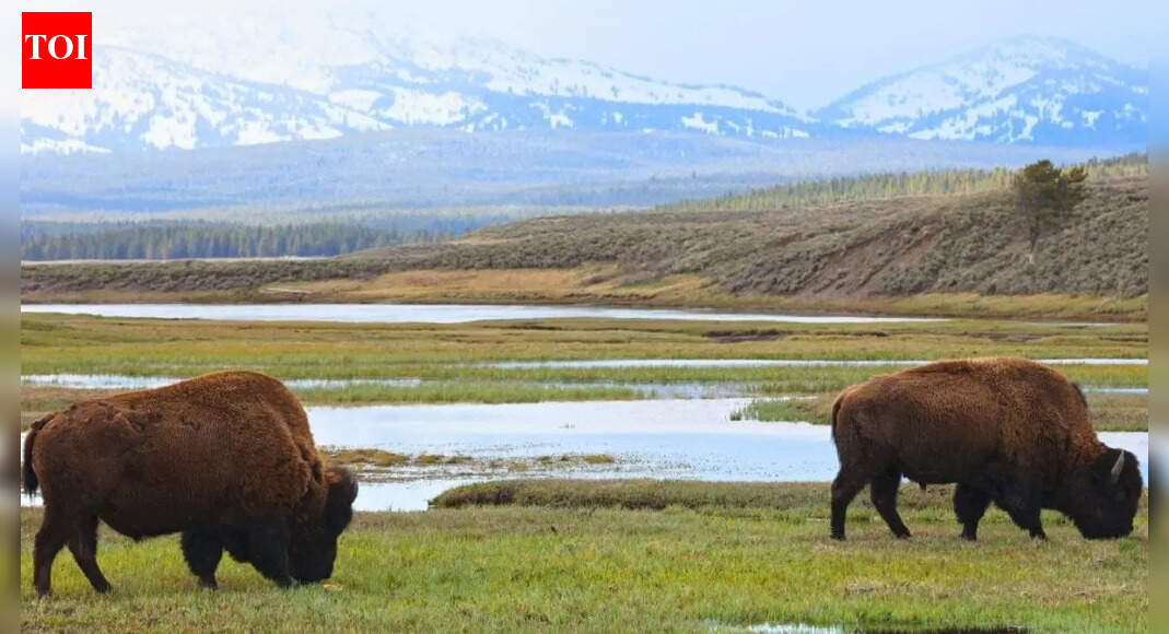 ‘America First’ in national parks: Now foreigners will have to pay a lot more to view them | World News