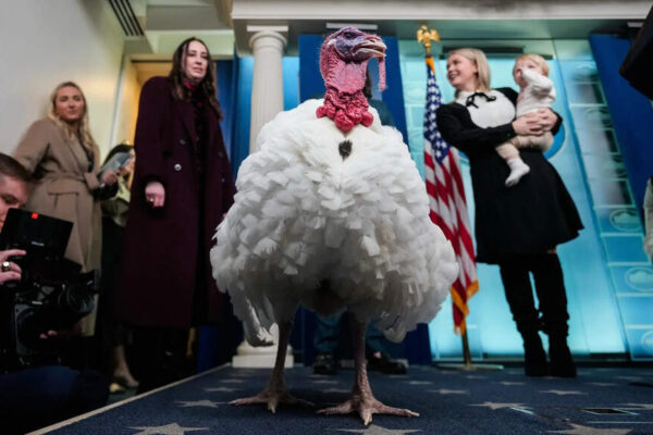 Trump’s pardons, Ozempic, and cheaper turkey: Unpacking Thanskgiving 2025 | World News