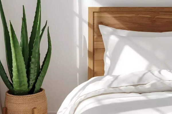 How an aloe vera plant near your bed can improve sleep and indoor air quality |