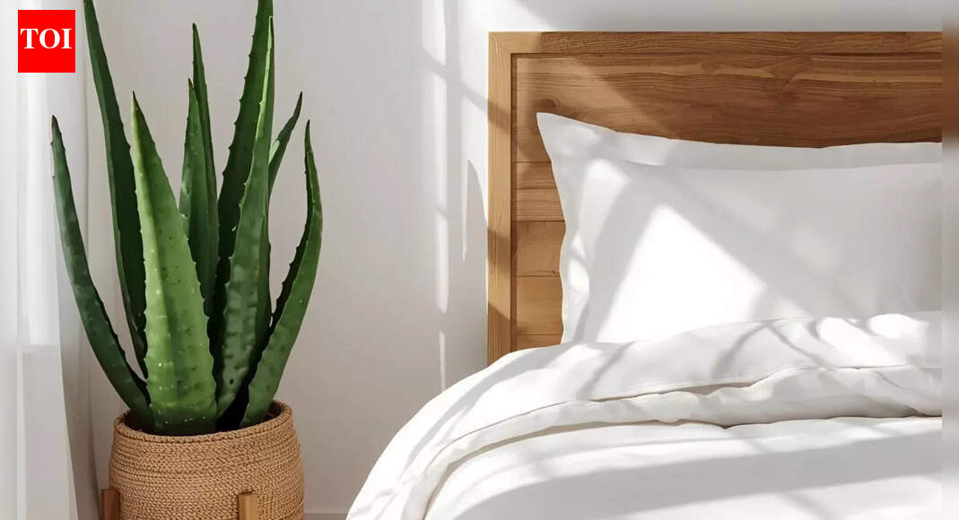 How an aloe vera plant near your bed can improve sleep and indoor air quality |