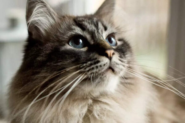 Why you should never cut your cat’s whiskers and what it means for their well-being |