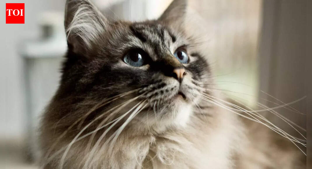 Why you should never cut your cat’s whiskers and what it means for their well-being |